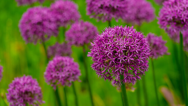Flowerbed of blooming allium flowers on a blurred background
