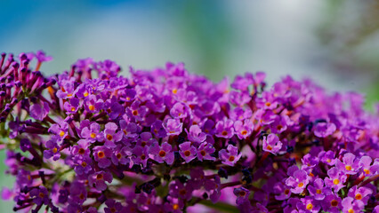 Purple Buddleja Davidii flower against a blue sky background close-up.