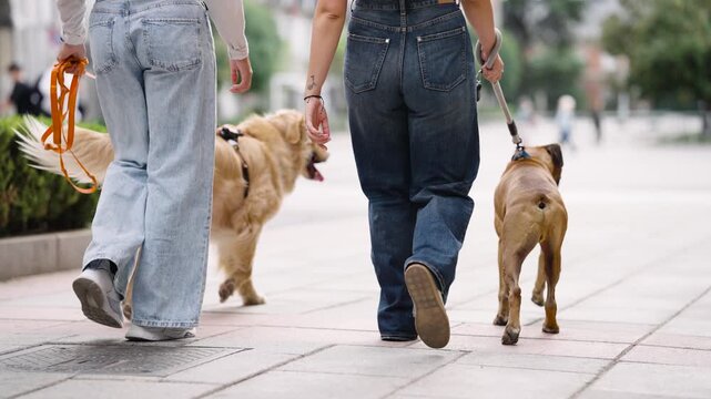 Back view of two women walking a golden retriever and a boxer dog on leashes on a city street