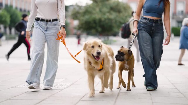 Two young women enjoying a leisurely stroll while walking their dogs on a leash in a public square