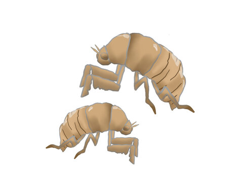 Illustration of two cicada shells