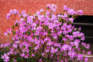 Fototapeta premium Beautiful pink rhododendron bush in full bloom in front of a textured red wall