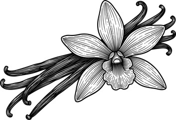 Obraz premium Vintage Vanilla Flower and Beans Illustration Botanical Drawing
