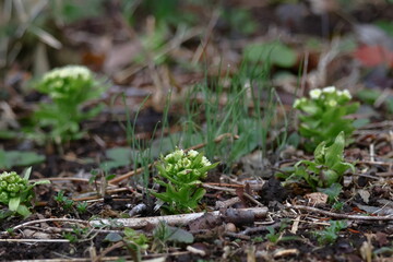 春一番雪の下から芽吹く