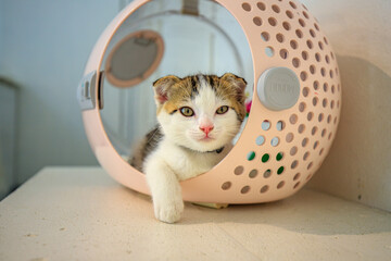 A cute little cat with folded ears. © noppakit rattanathon