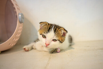 A cute little cat with folded ears. © noppakit rattanathon