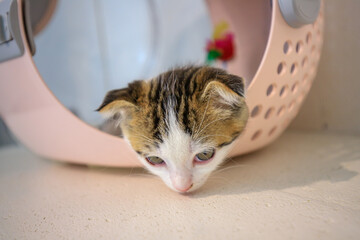 A cute little cat with folded ears. © noppakit rattanathon