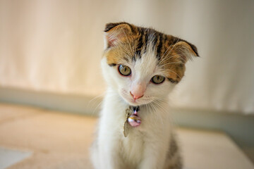 A cute little cat with folded ears. © noppakit rattanathon