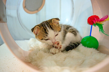 A cute little cat with folded ears. © noppakit rattanathon