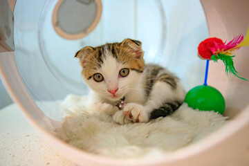 A cute little cat with folded ears. © noppakit rattanathon