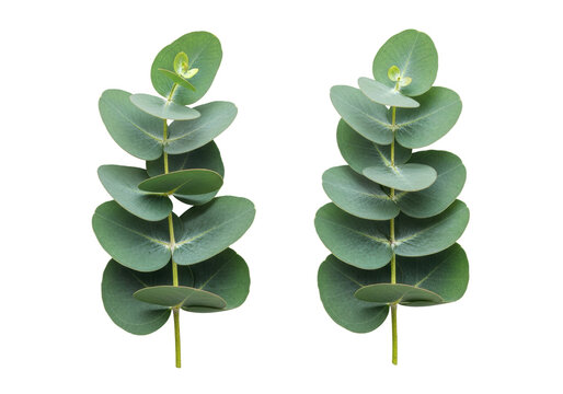 two fresh sprigs of vibrant blue-green eucalyptus leaves with glaucous texture and sharp focus, displayed on a clean transparent background, concept of botanical purity and vitality