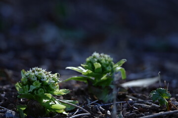春一番雪の下から芽吹く