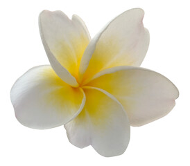 Plumeria Flowers with Yellow Centers on white Background. Frangipani isolated. © M88