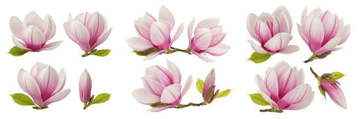 A collection of delicate pink magnolia flowers, buds, and green leaves isolated on a white background. © nova