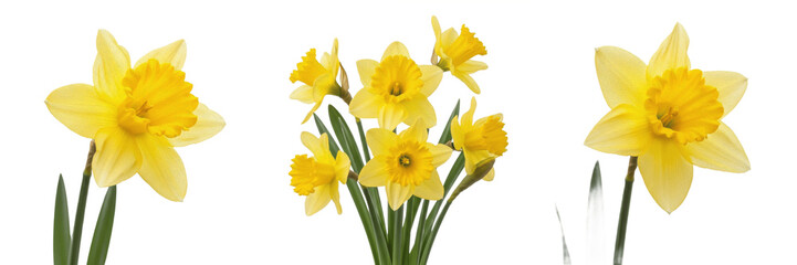 : Set of fresh yellow daffodil flowers and a small bouquet isolated on white background © nova