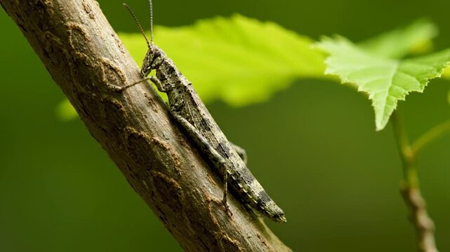 Close-up of a stick insect camouflaged on a tree branch in a lush green forest.