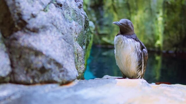 Seabird Perched on Rocky Ledge by Calm Pool Common Murre or Guillemot Wildlife Portrait