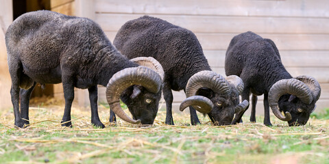 Three majestic black ouessant rams with impressive horns graze peacefully in a field, showcasing their robust and striking appearance. © erwin