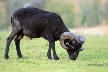A magnificent black ouessant ram with impressive curved horns peacefully grazes in a vibrant green pasture. Its dark fleece contrasts with the lush grass, highlighting its powerful form. © erwin
