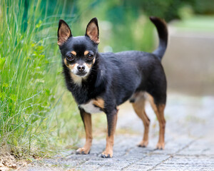 An alert black and tan Chihuahua stands on a paved path outdoors, looking directly at the viewer with curiosity. Green foliage lines the left side, with a soft, blurred background, highlighting the sm © erwin