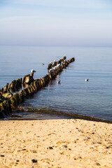 Fototapeta premium Seagulls perched on wooden groynes in calm sea water. Scenic coastal landscape with sandy beach at shoreline. Peaceful ocean horizon during sunny spring day for travel illustration.