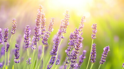 Obraz premium Lavender Field in Bloom: The sun-kissed lavender field presents a picturesque scene of delicate purple blooms swaying gently in a soft breeze, bathed in the warm, radiant light of a perfect day. 