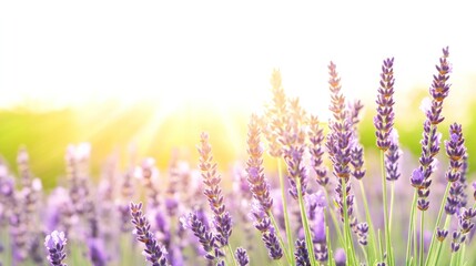 Fototapeta premium Lavender Field in Sunlight: A close-up shot of a vibrant lavender field, basking in the warm glow of the sunlight, evokes a sense of tranquility.