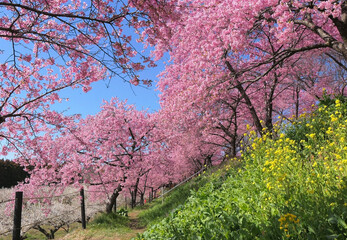 箕郷梅林(善地会場)3