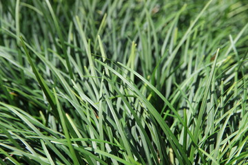 Obraz premium Macro shot of vibrant green tropical leaves on a branch with a soft blurred background.