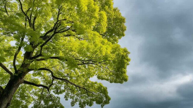Large Tree With Bright Green Leaves Against Dark Cloudy Sky