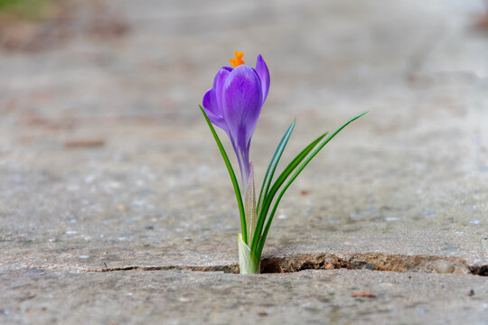 Purple crocus emerging from crack in concrete pavement in spring.