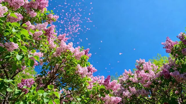 magical spring garden with blooming pink lilac trees and graceful falling petals loop perfect for romantic and dreamy backgrounds