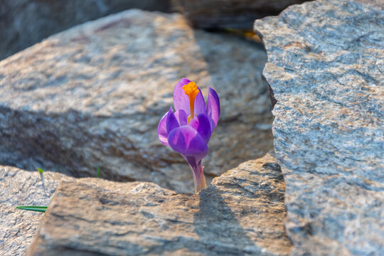 Purple crocus emerging between stones on natural soil in spring.