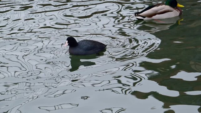 A black Eurasian coot (Fulica atra), a waterfowl species with a distinctive pinkish-white bill and frontal shield, swimming in the saline waters of a lagoon of the Black Sea