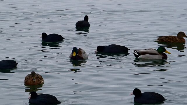 Mallards Anas platyrhynchos and Eurasian coots Fulica atra wintering near the shore in Sukhyi Liman, Black Sea