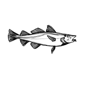 cod fish, dorsch, Fishing fish hand drawn illustration, black pencil, transparent PNG, human made/no ai