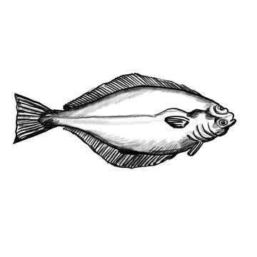 halibut, heilbutt, Fishing fish hand drawn illustration, black pencil, transparent PNG, human made/no ai