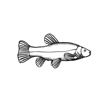 tench, schleie, Fishing fish hand drawn illustration, black pencil, transparent PNG, human made/no ai