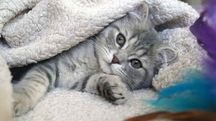 A sweet and adorable Scottish tabby kitten