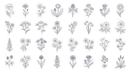 Collection of various flowers and plants illustrated in a simple line art style on a clean white background from a straightforward viewpoint