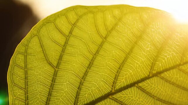 Intricate green leaf vein structure illuminated by bright golden sunlight creating a luminous, detailed natural pattern