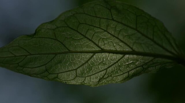 Close up of a green leaf showing texture veins and structure in detail