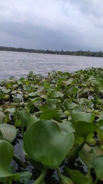 4K Close Up of Aquatic Plants Moving in Calm Lake Water	

