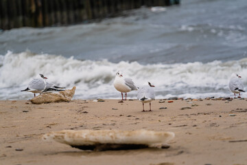 Obraz premium Seagull standing on a sandy beach. Wild bird resting on the seashore. Ornithology and wildlife nature photography. Coastal scenery with avian animal on the coastline in the autumn.