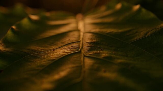 Close up of a vibrant leaf with textured surface and sunlight highlights