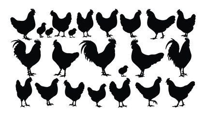 A group of chickens and roosters standing together © SILHUETTECHEMBER