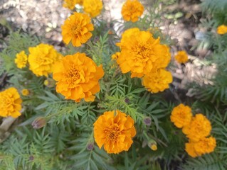 Orange Marigold Flowers in The Garden with Green Leaf in Background