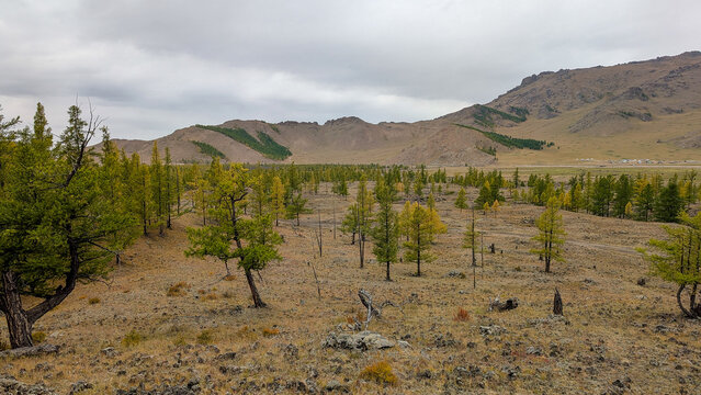 Siberian Larches on Volcanic Soil: A detailed look at young Larix sibirica trees thriving on basaltic rock in Mongolia