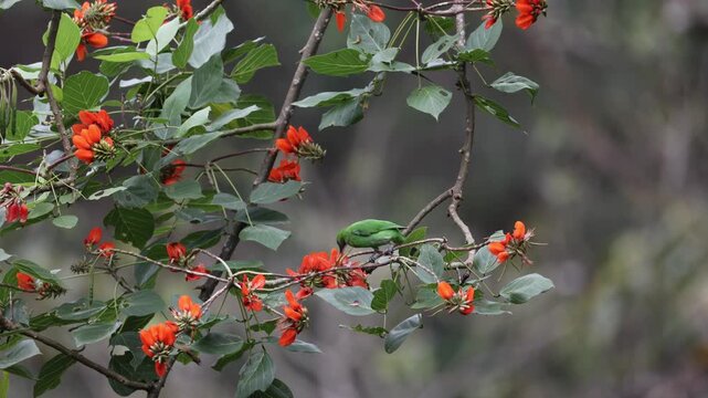 Golden fronted leaf bird foraging on flower tree at valparai in western ghats
