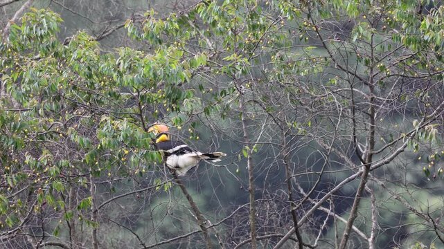 Great Indian hornbill perched on a canopy tree at valparai in western ghats